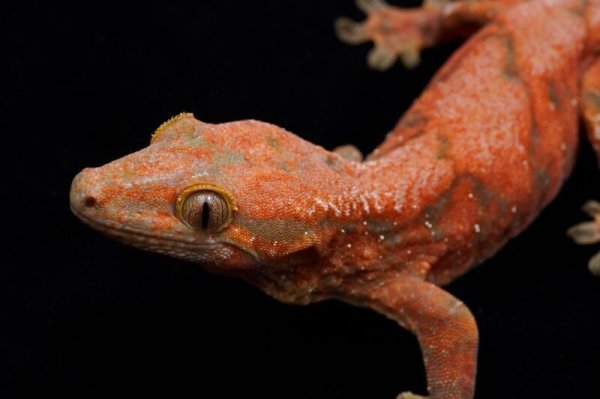 画像4: チャホア×クレステッドゲッコー　レッド　A個体 (4)