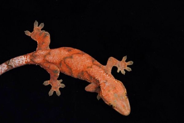 画像8: チャホア×クレステッドゲッコー　レッド　A個体 (8)