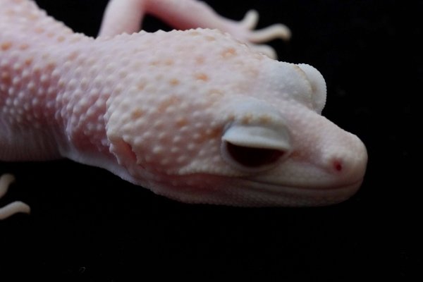 画像2: WYスーパーレーダー　 (2)