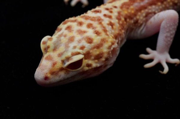 画像3: スノーレーダー ♀ (3)