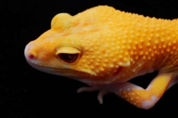 画像3: アフガンタンジェリンラインサングローラプター (3)