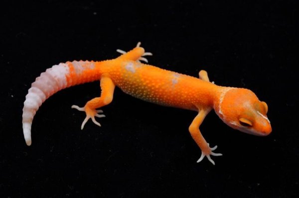 画像2: レインウォーターサングロー (2)