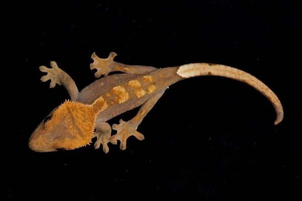 画像3: クレステッドゲッコー　ダーク (3)