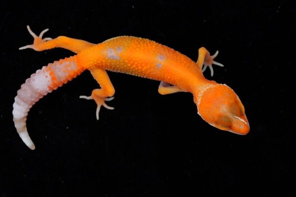 画像3: レインウォーターサングロー (3)