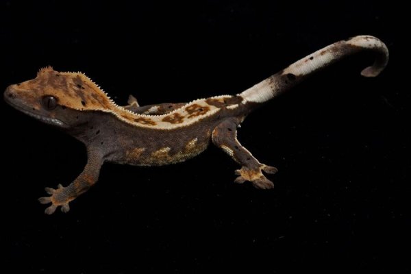 画像2: クレステッドゲッコー　ダークフレイムダルメシアン (2)