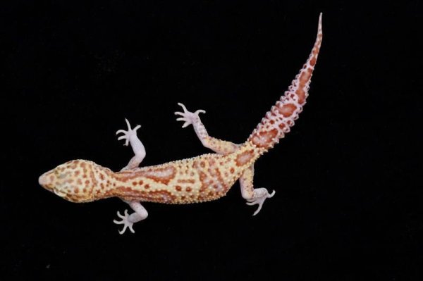 画像2: スノーレーダー ♀ (2)