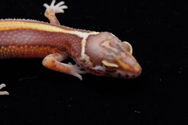 画像3: ストライプベル (3)