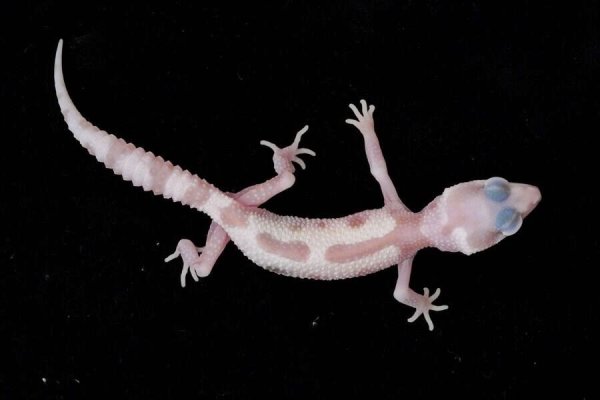 画像2: スノートレンパー (2)