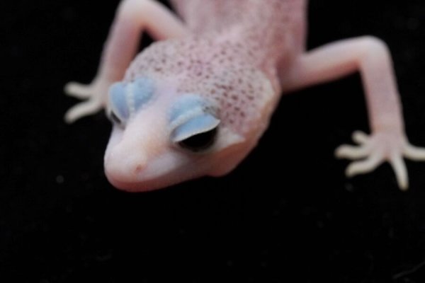 画像3: ギャラクシー (3)