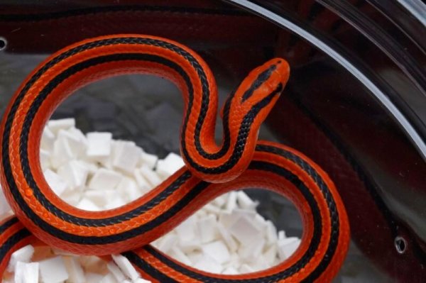 画像4: コクシーベニナメラ　♀　B個体 (4)