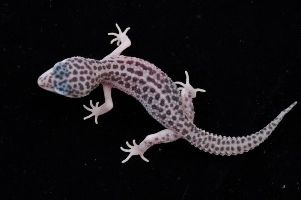 画像2: スーパーマックスノー (2)