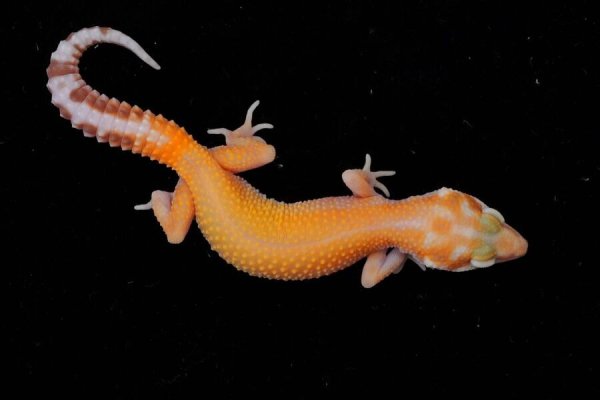 画像2: トレンパーサングロー (2)