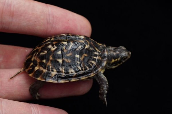 画像2: フロリダハコガメ　B個体　完売しました (2)