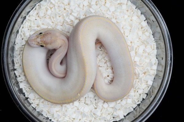 画像2: アイボリー poss het VPIアザン　♀ (2)