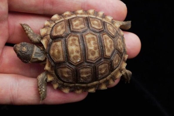 画像4: チャコリクガメ　B個体 (4)