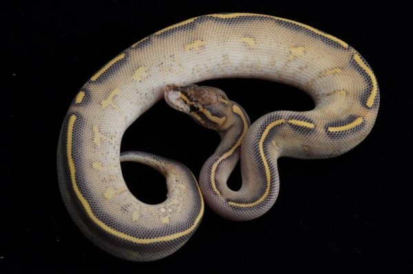 画像1: ハイウェイ poss het VPIアザン　♀ (1)