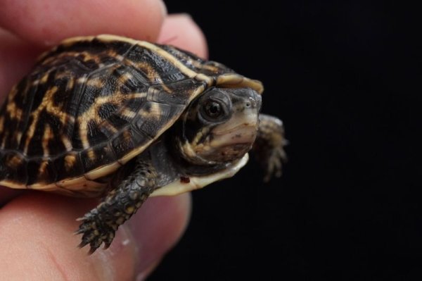 画像6: フロリダハコガメ　F個体　完売しました (6)