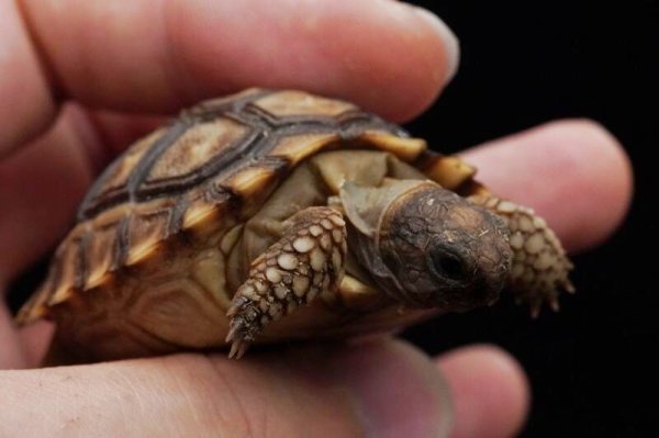 画像5: チャコリクガメ　C個体　完売しました (5)