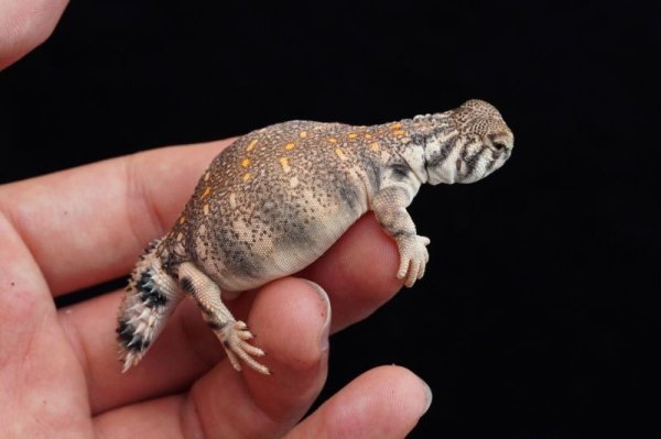 画像4: トーマストゲオアガマ　B個体 (4)