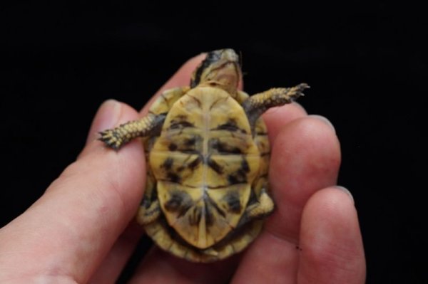 画像5: フロリダハコガメ　A個体　完売しました (5)