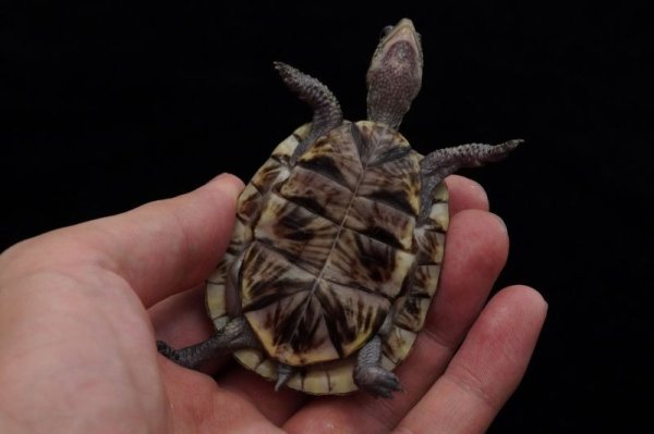 画像5: フロリダハコガメ　G個体　完売しました (5)