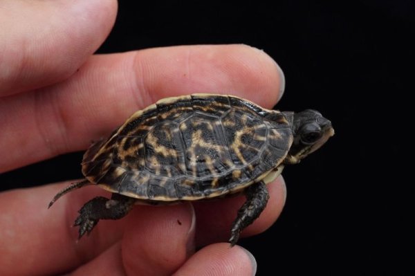 画像4: フロリダハコガメ　F個体　完売しました (4)