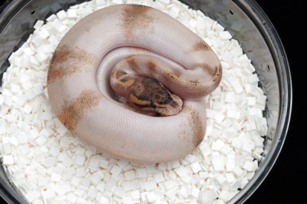 画像2: アイボリーパラドックス　 (2)