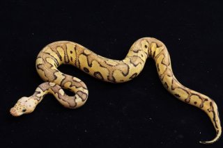 蛇 - exotic-supply（エキゾチックサプライ） (Page 4)