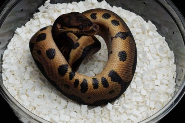 画像3: レオパードクラウン　♂ (3)