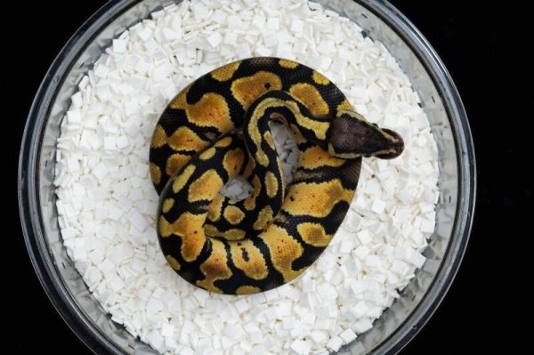 画像2: パステルhetデザートゴースト　♂ (2)