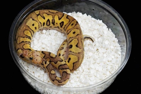 画像3: パステルクラウン　♂ (3)