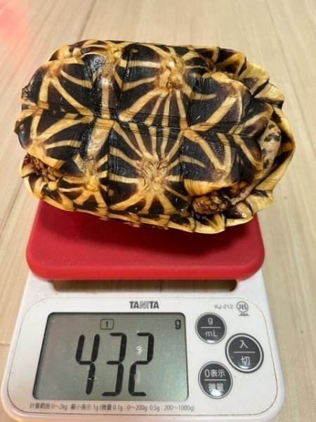 画像9: インドホシガメＢ個体（お迎え頂きました） (9)