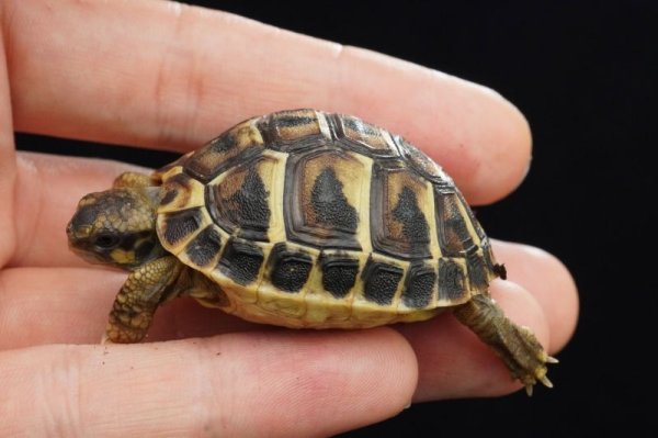 画像2: ニシヘルマンリクガメ　サルデーニャ　C個体 (2)