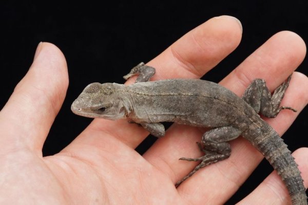 画像5: ベイカートゲオイグアナ　A個体 (5)