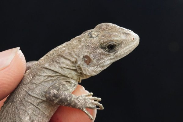 画像7: ベイカートゲオイグアナ　C個体 (7)