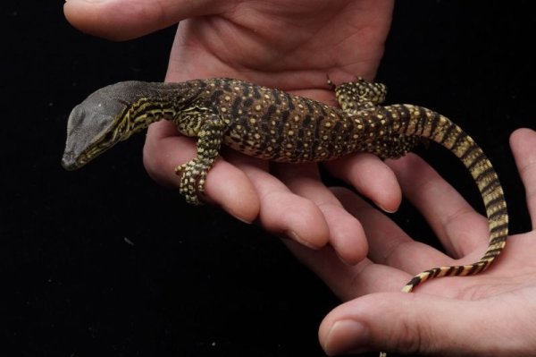 画像3: グールドモニター　完売しました (3)