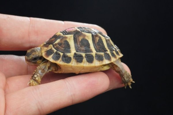 画像2: ニシヘルマンリクガメ　シチリア　A個体 (2)
