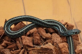 メル蛇 TORTOISESHELL｜LUXURY | 999.9 フォーナインズ