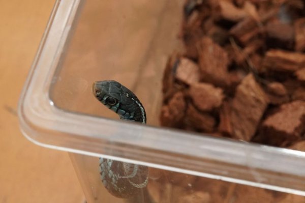 画像4: フロリダブルーガータースネーク　♂　B個体 (4)
