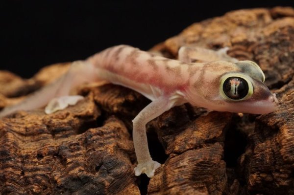 画像4: ミズカキヤモリ　ペア (4)