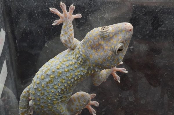 画像3: トッケイヤモリ　シトラスイエロー (3)