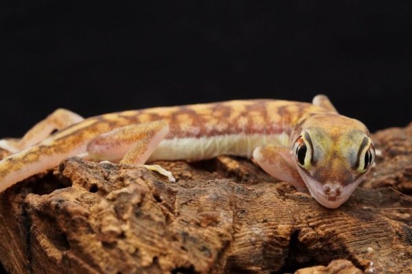 画像8: ミズカキヤモリ　ペア (8)