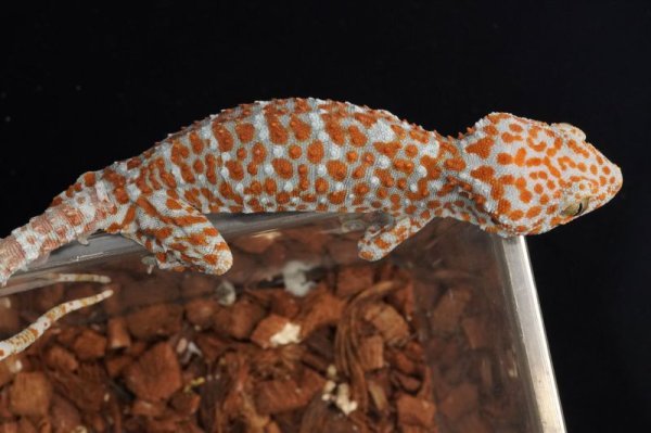 画像3: トッケイヤモリ　スーパーレッド (3)