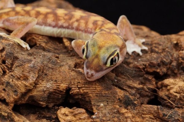 画像7: ミズカキヤモリ　ペア (7)