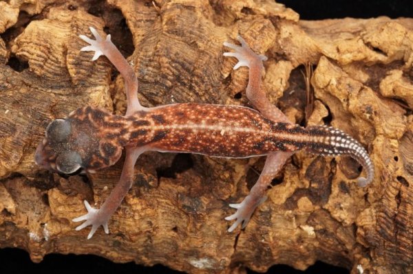 画像3: セスジタマオヤモリ　ペア (3)