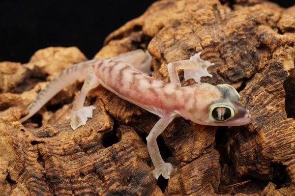 画像2: ミズカキヤモリ　ペア (2)