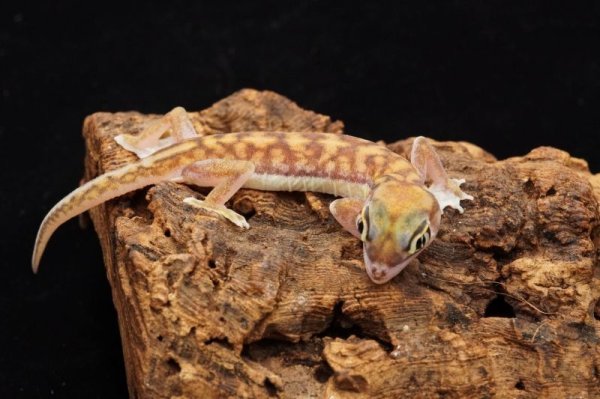 画像5: ミズカキヤモリ　ペア (5)