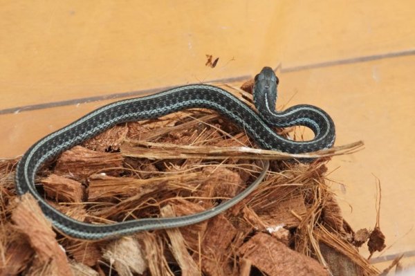 画像2: フロリダブルーガータースネーク　♂　A個体 (2)