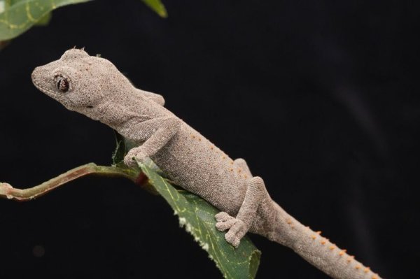 画像7: ウェリントンイシヤモリ　ペア (7)