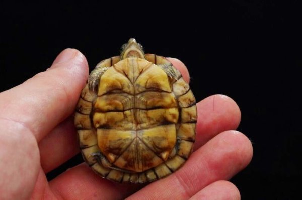 画像4: ガルフコーストハコガメ　B個体 (4)